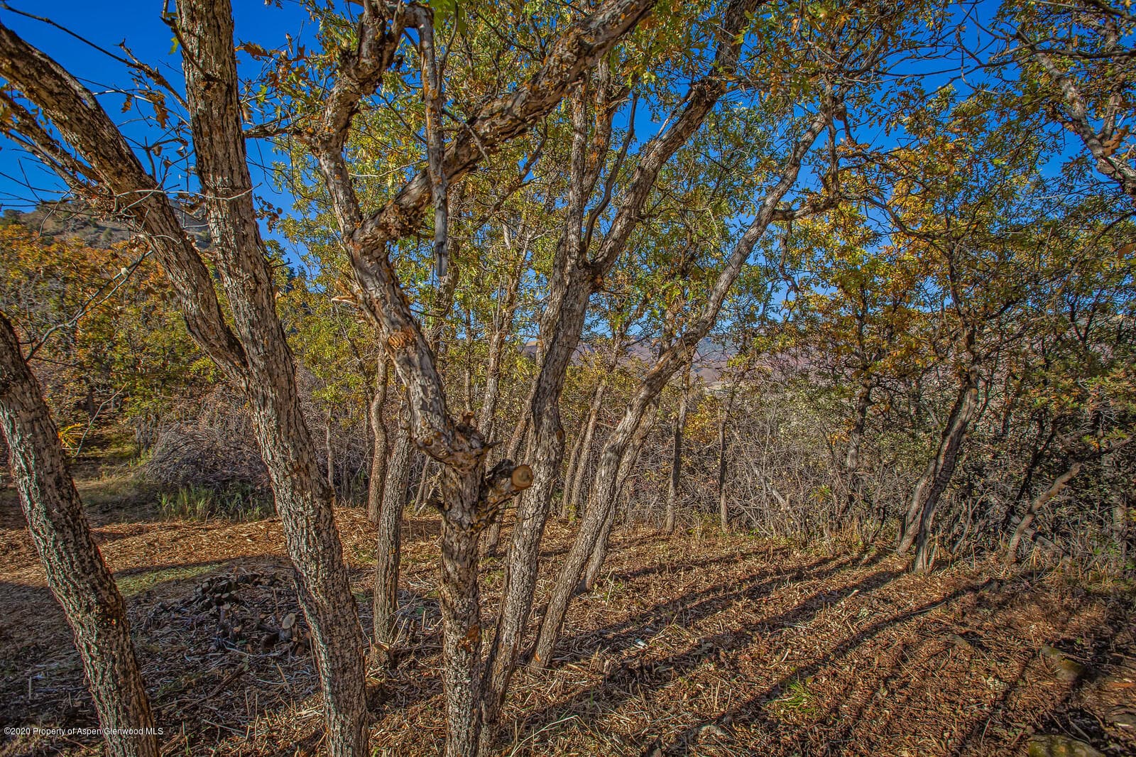 1383 Juniper Hill Drive, Aspen, CO 81611 - Photo 8