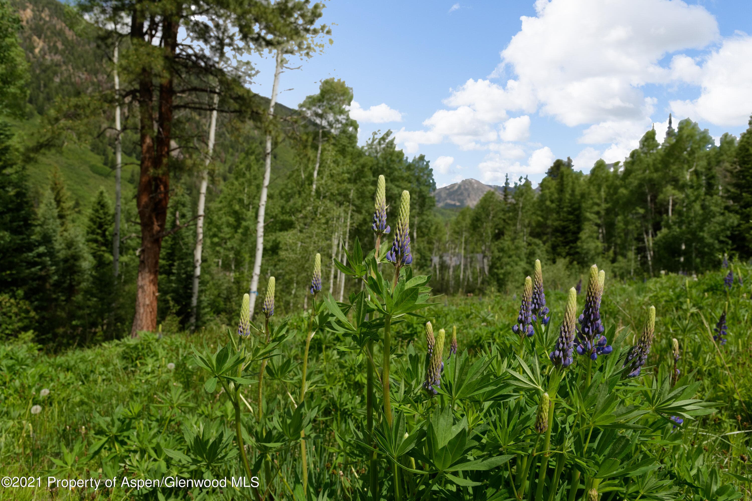 90 Popcorn Lane, Aspen, CO 81611 - Photo 4