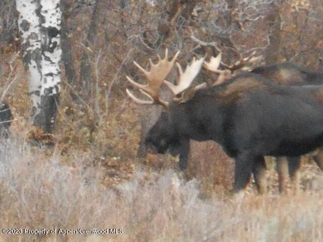 TBD Black Diamond Mine Road, Glenwood Springs, CO 81601 - Photo 14