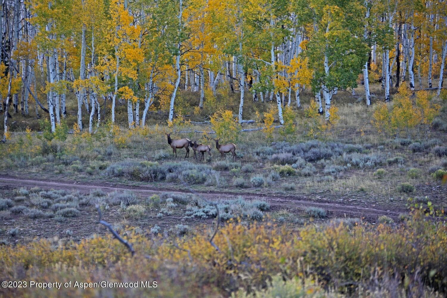 TBD Government Springs Road, Montrose, CO 81403 - Photo 7