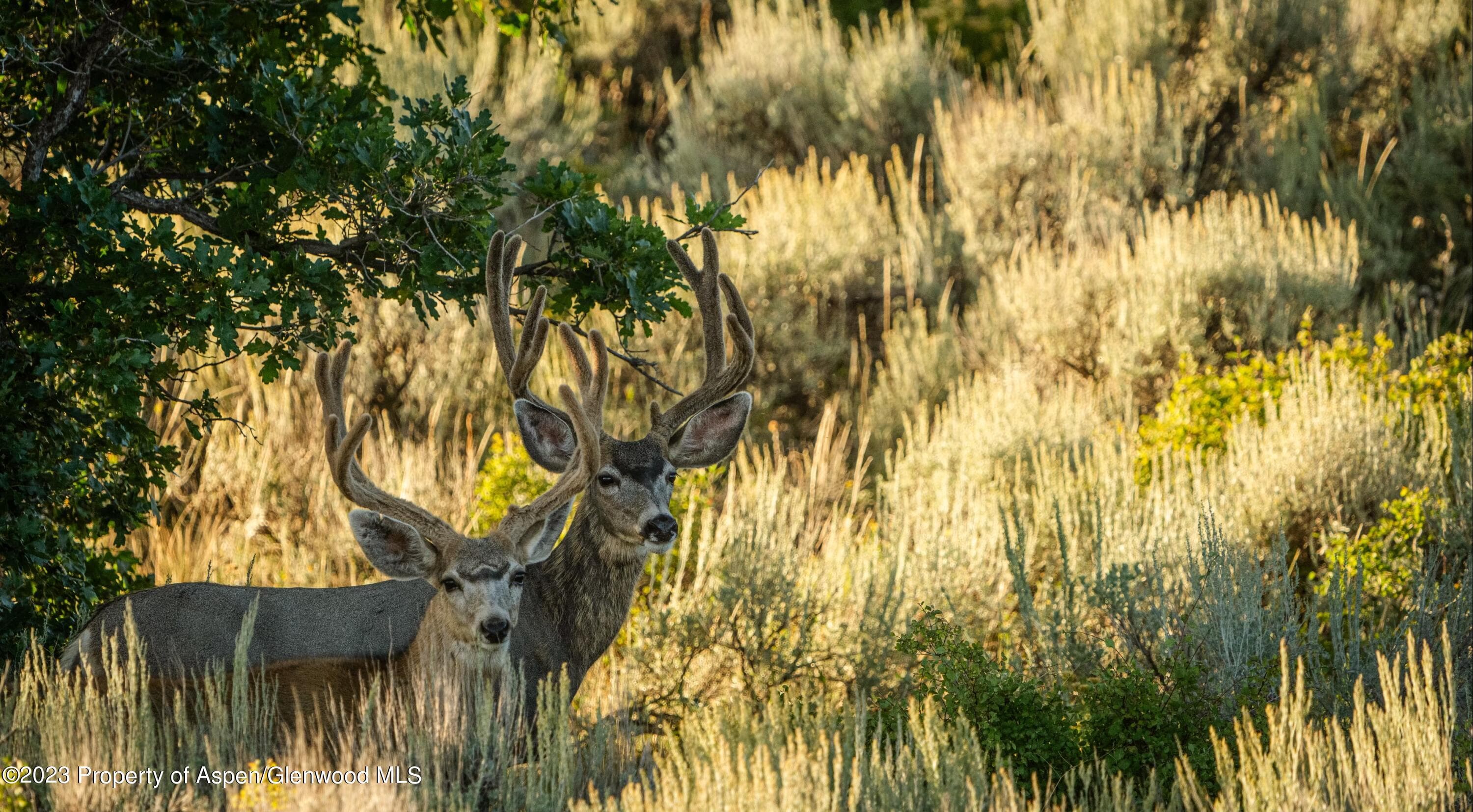 3795 Highway 50, Cimarron, CO 81220 - Photo 7