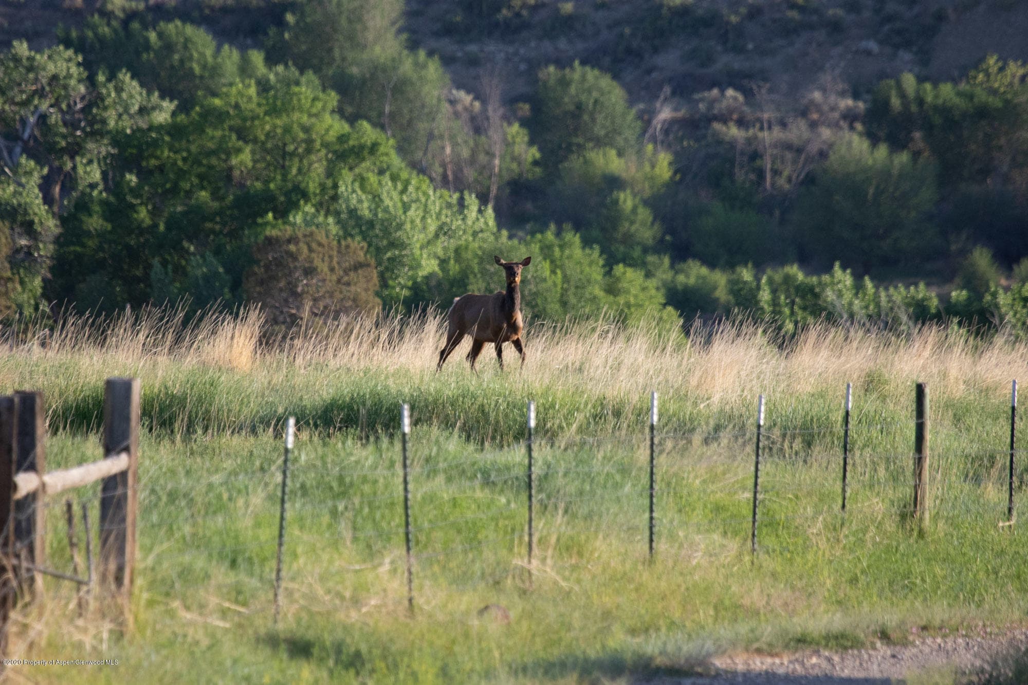 1989 County Road 320, Rifle, CO 81650 - Photo 5