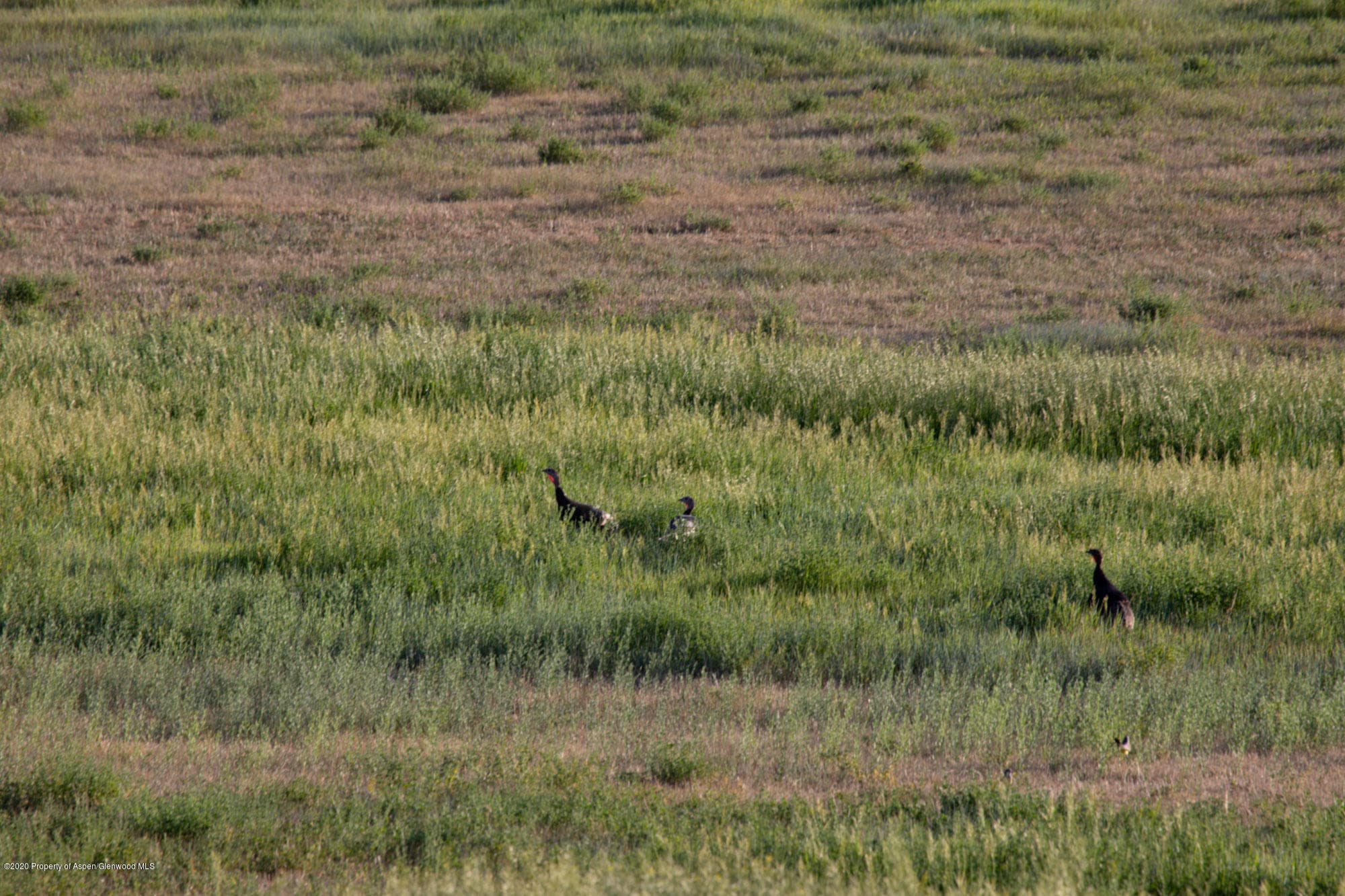 1989 County Road 320, Rifle, CO 81650 - Photo 19