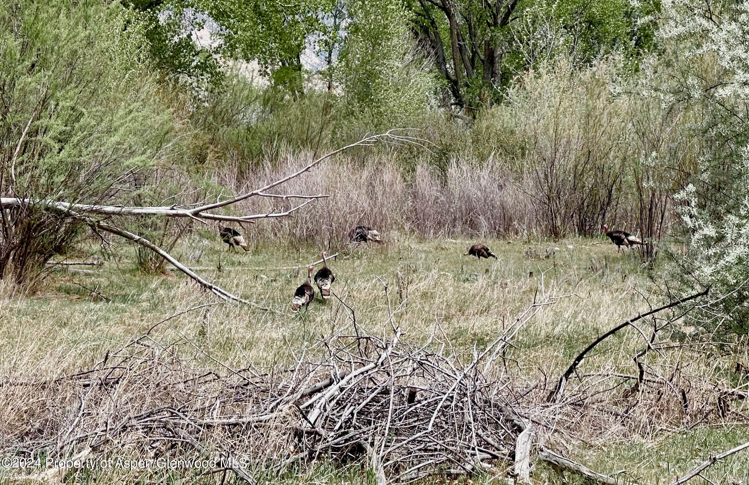 1797 N County Road 346, Rifle, CO 81650 - Photo 8