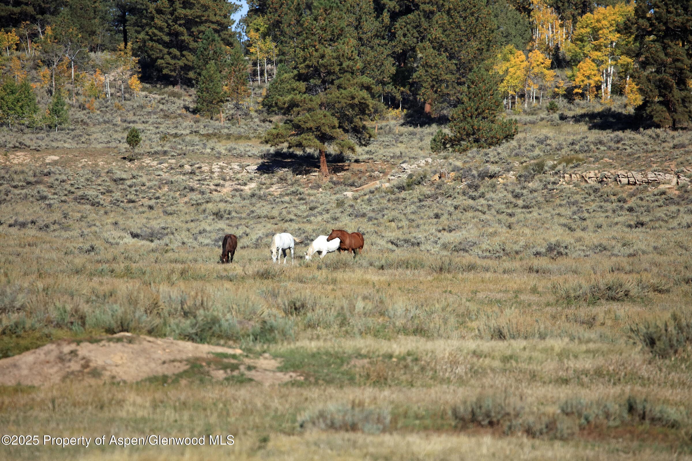 TBD Divide Road Louie Pasture, Whitewater, CO 81527