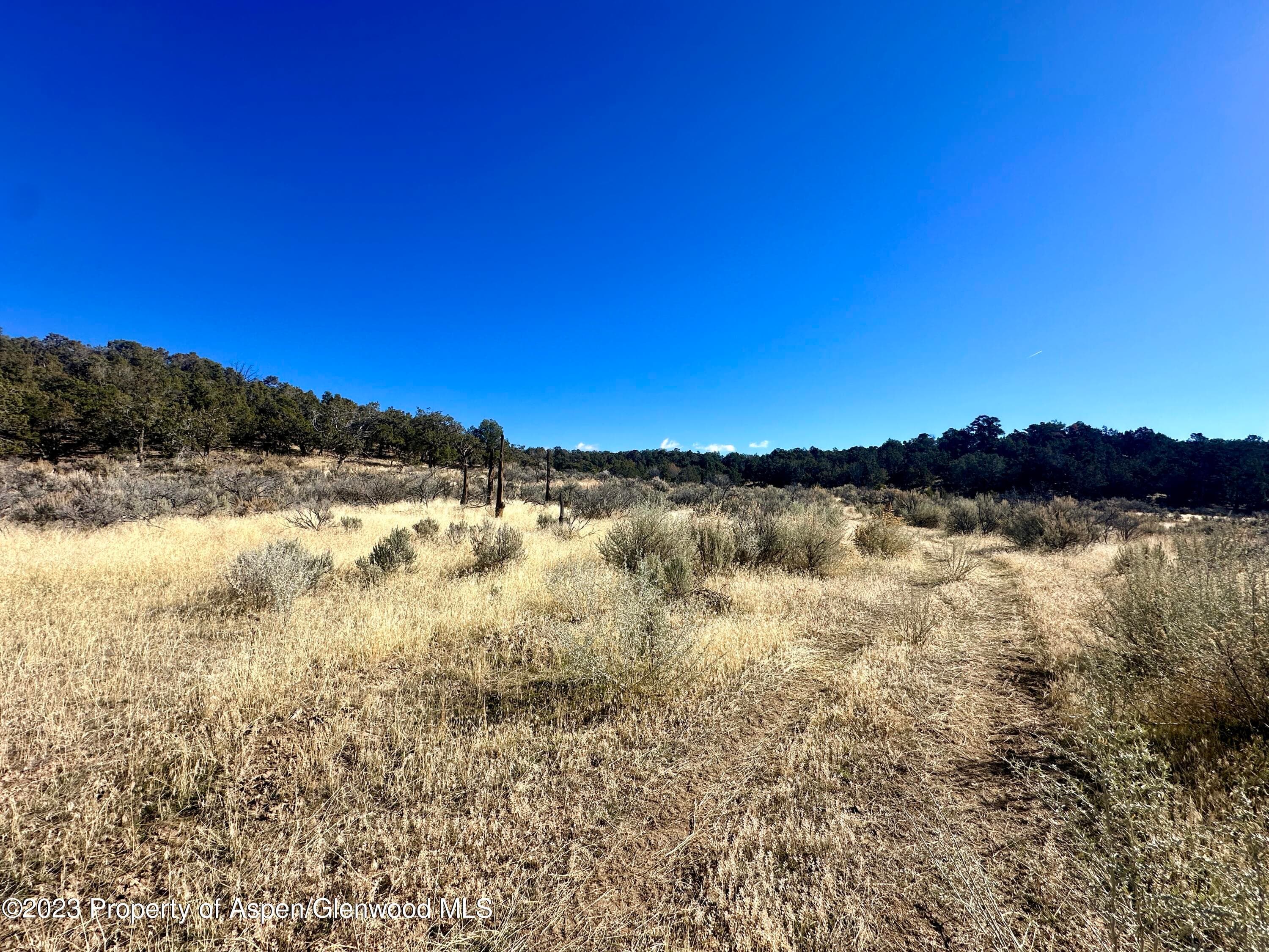 Tbd Cactus Park Road, Cedaredge, CO 81413 - Photo 5