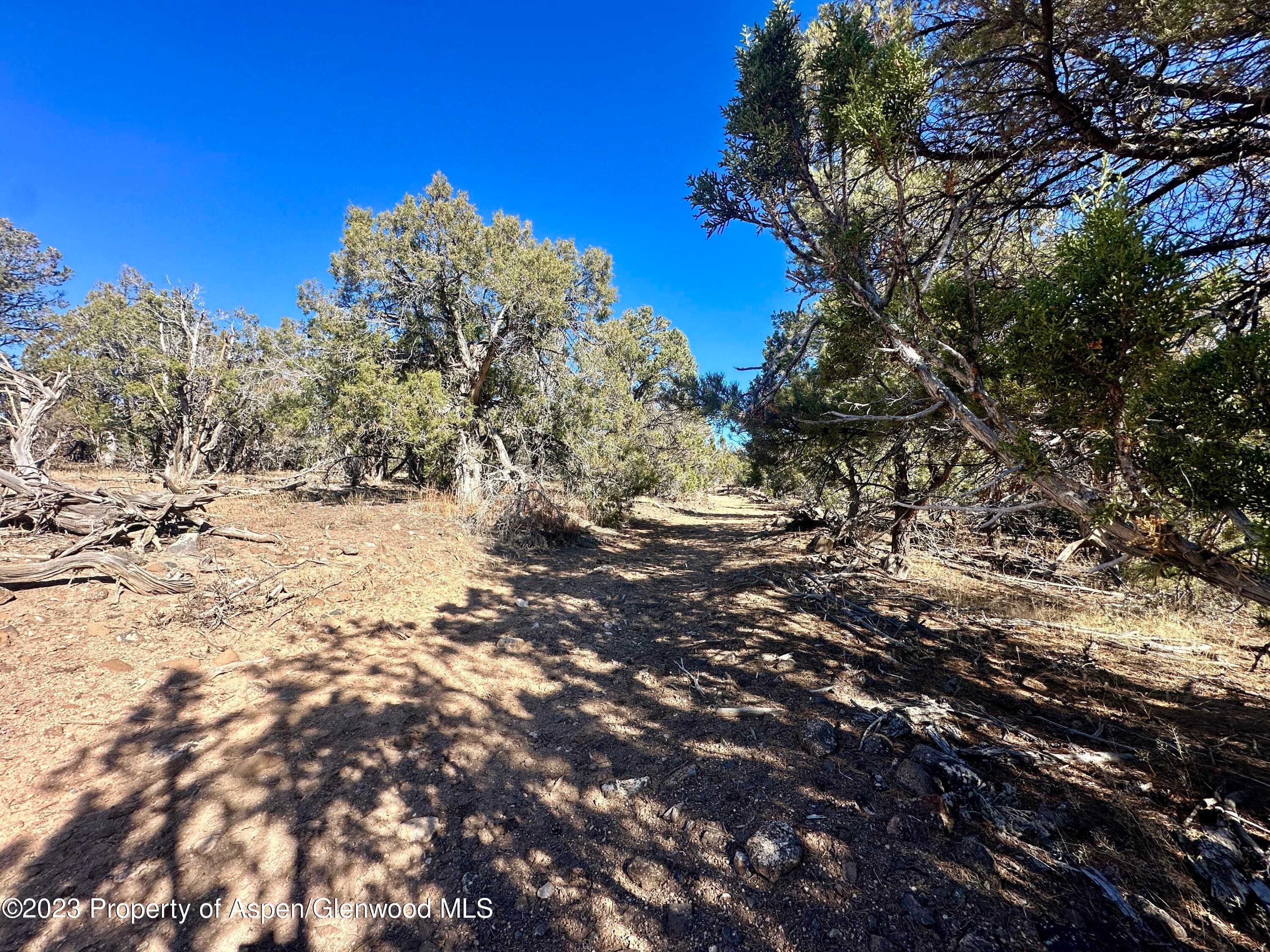 Tbd Cactus Park Road, Cedaredge, CO 81413 - Photo 13