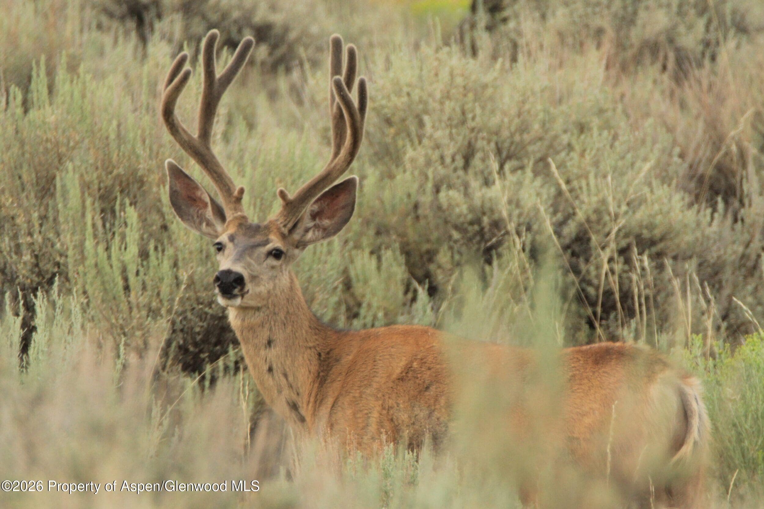 Tbd Highway 40, Craig, CO 81625 - Photo 5