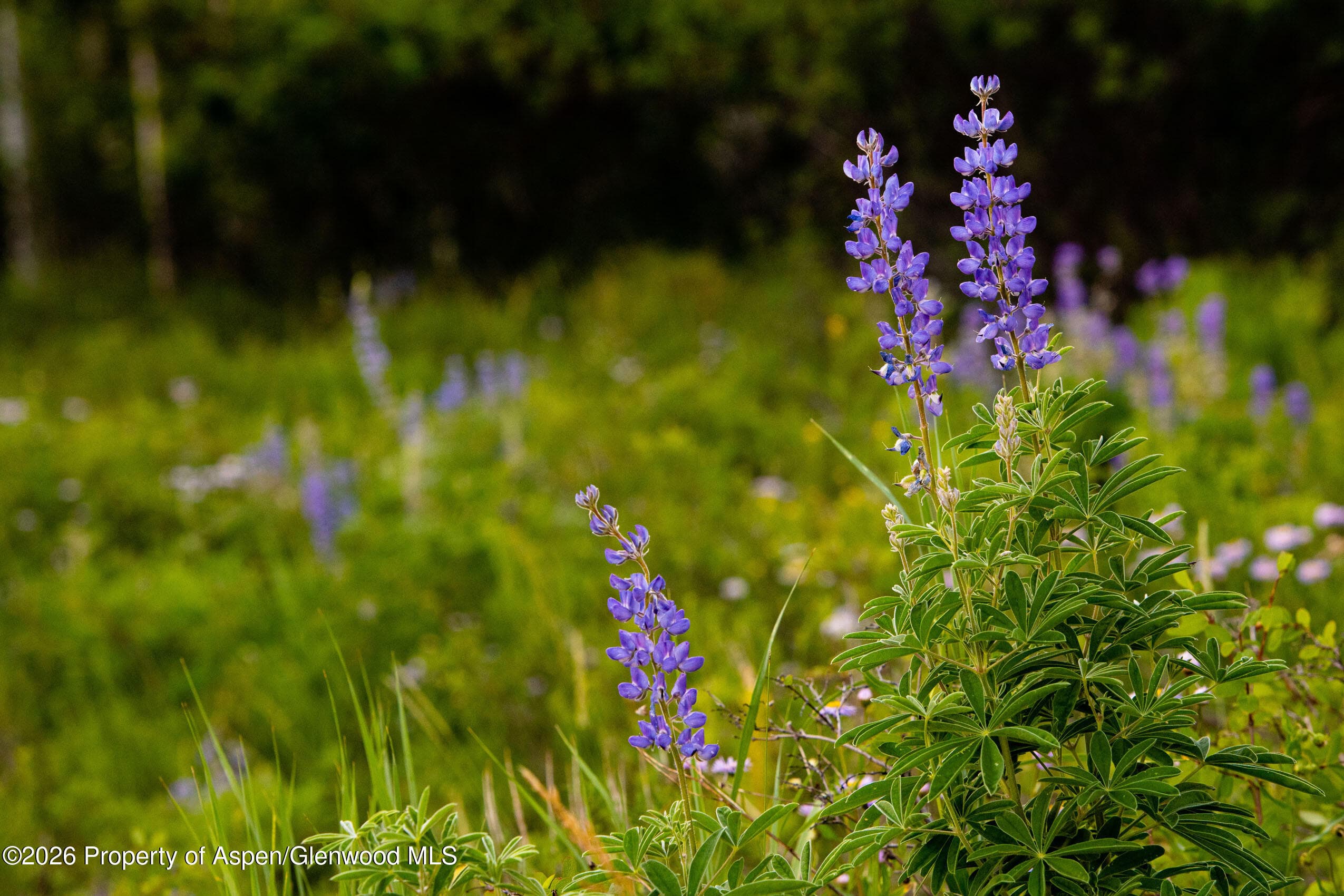 980 S Starwood, Aspen, CO 81611 - Photo 8