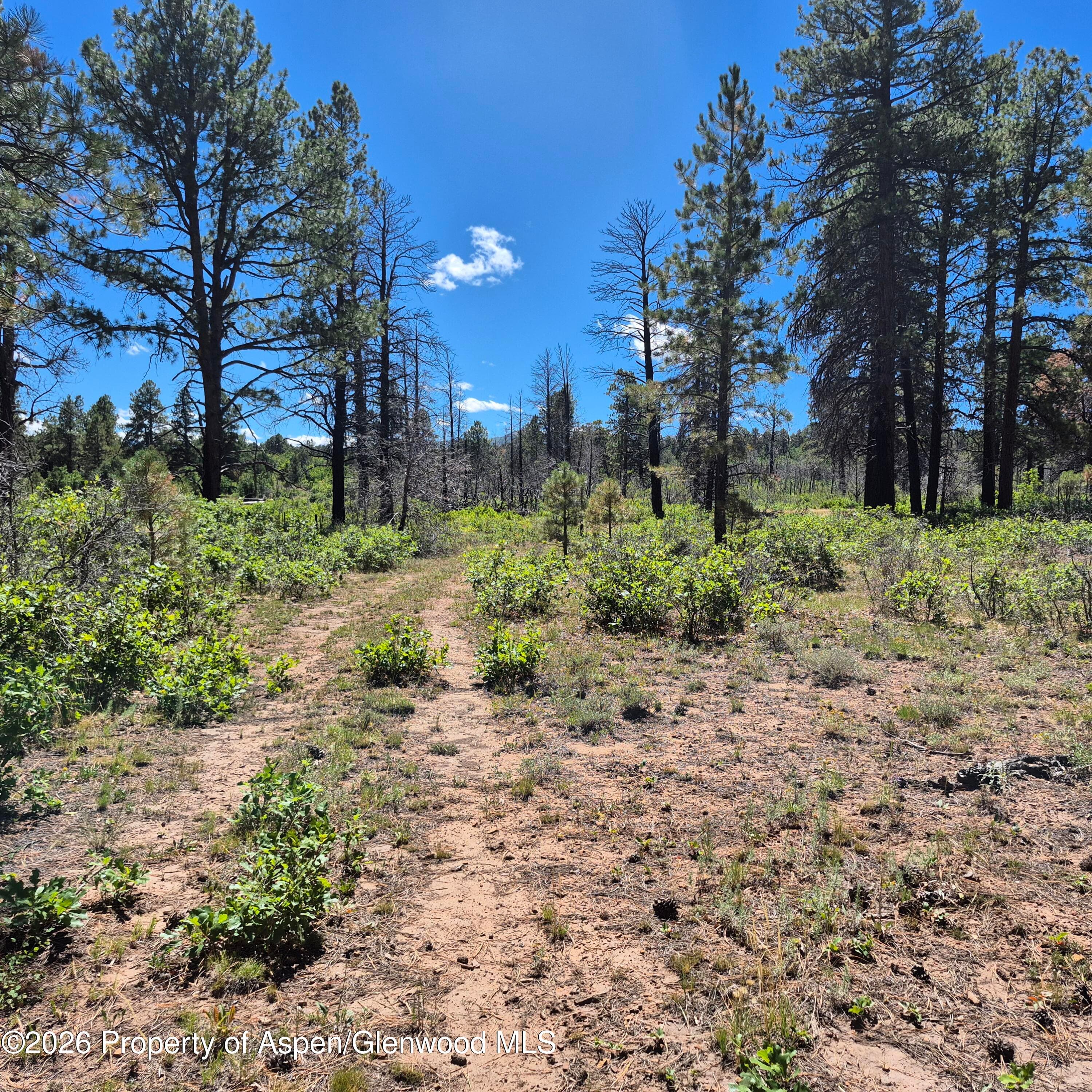 1620 Wildcat Canyon Road, Montrose, CO 81403 - Photo 6