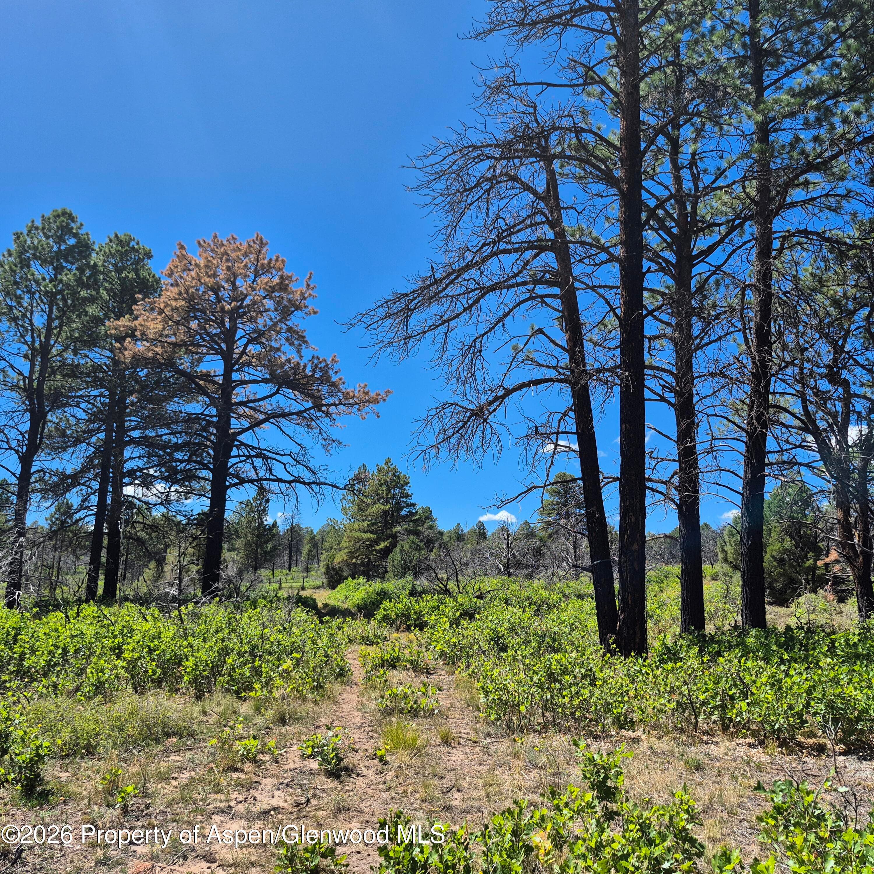 1620 Wildcat Canyon Road, Montrose, CO 81403 - Photo 8