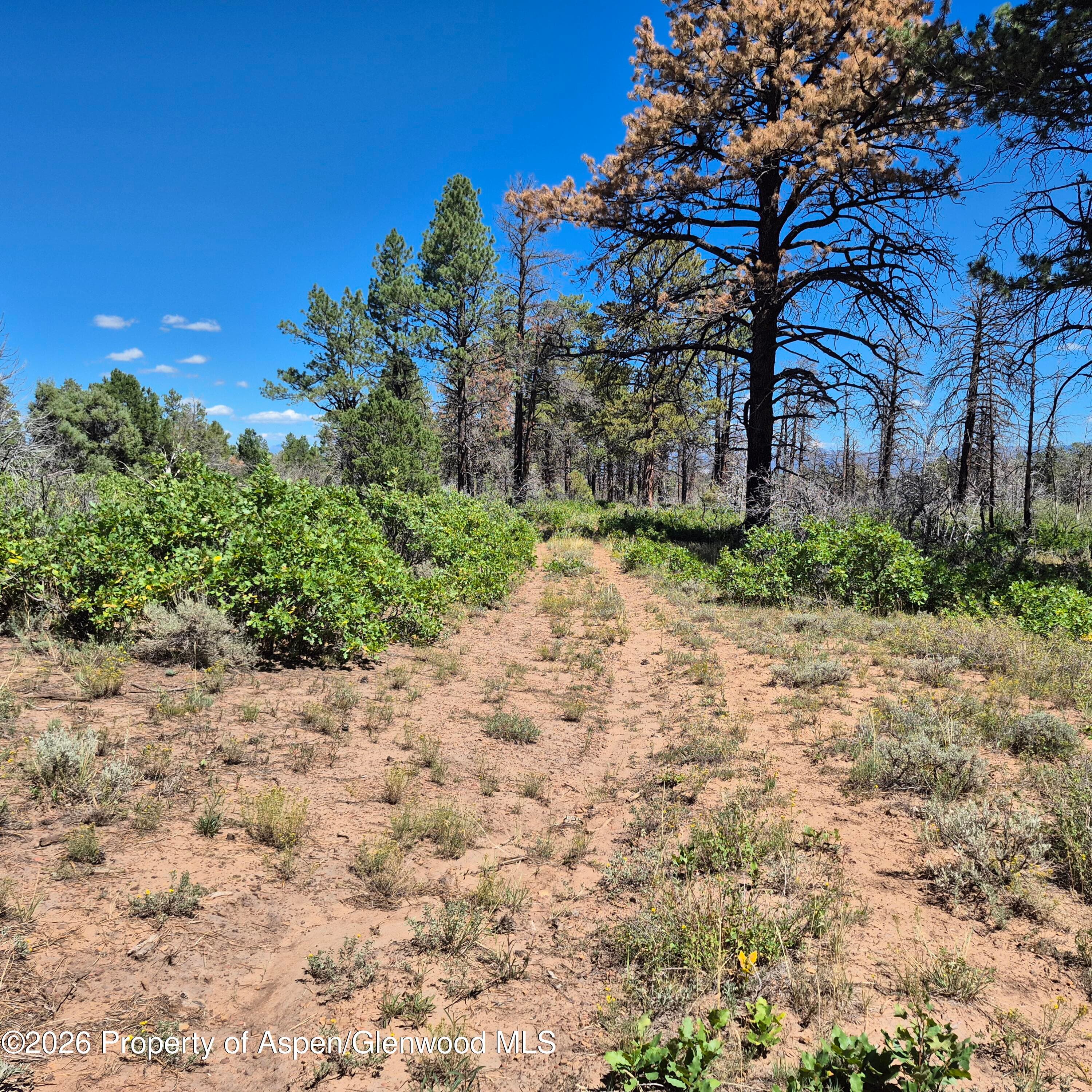 1620 Wildcat Canyon Road, Montrose, CO 81403 - Photo 9