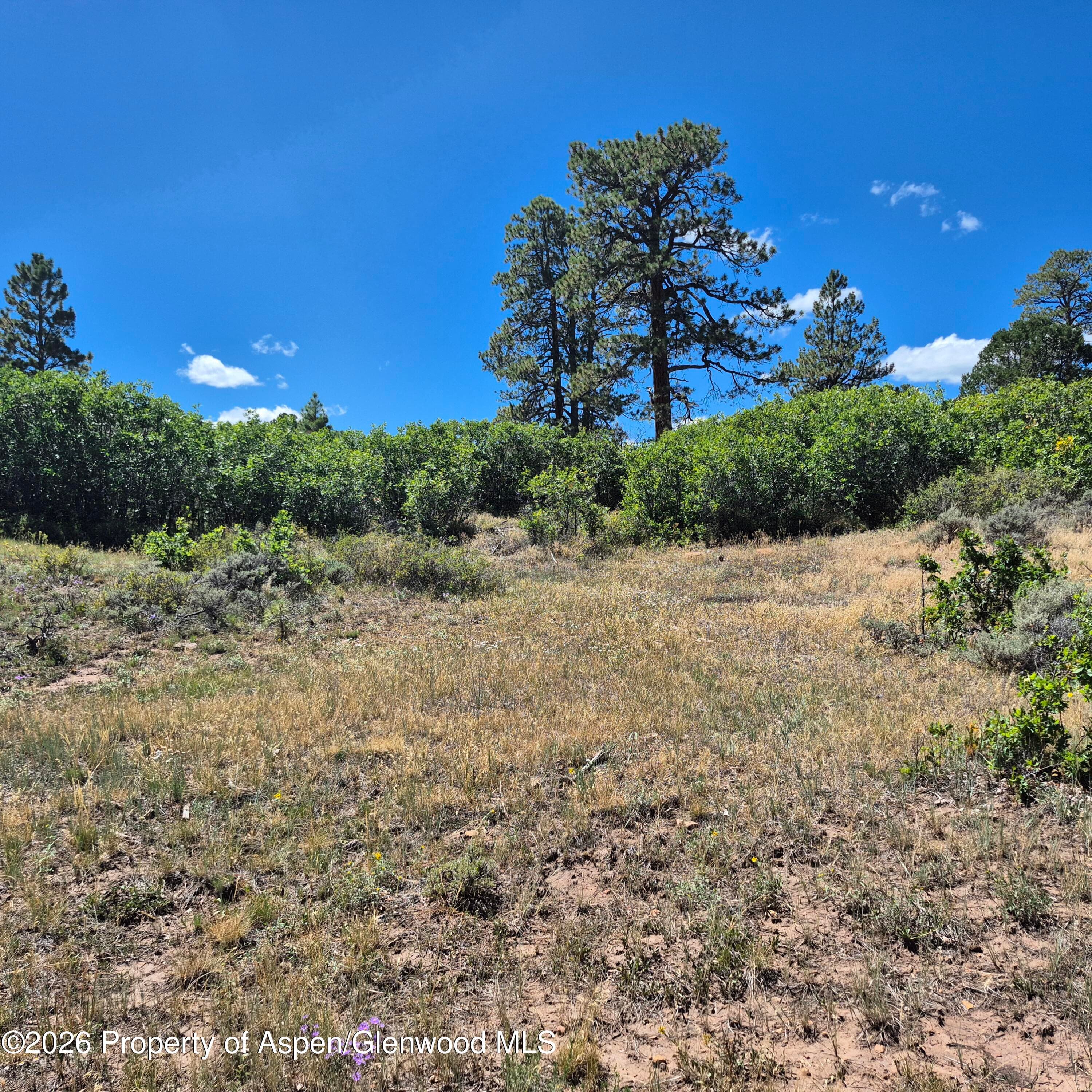 1620 Wildcat Canyon Road, Montrose, CO 81403 - Photo 15
