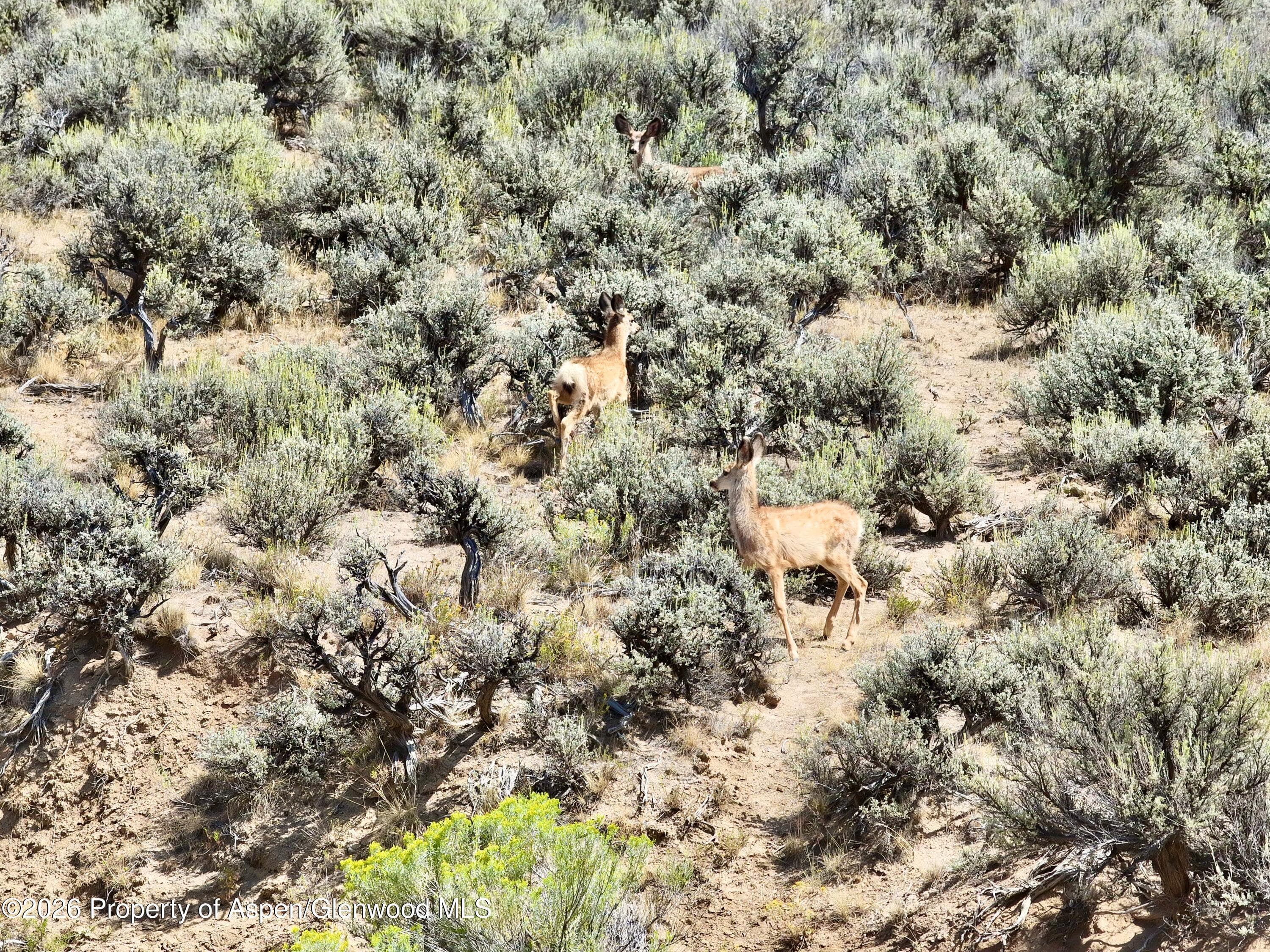 3986 County Road 103, Craig, CO 81625 - Photo 3